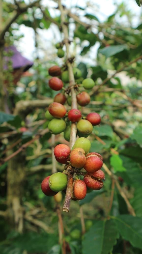 Biji kopi hasil perkebunan dataran tinggi Petang