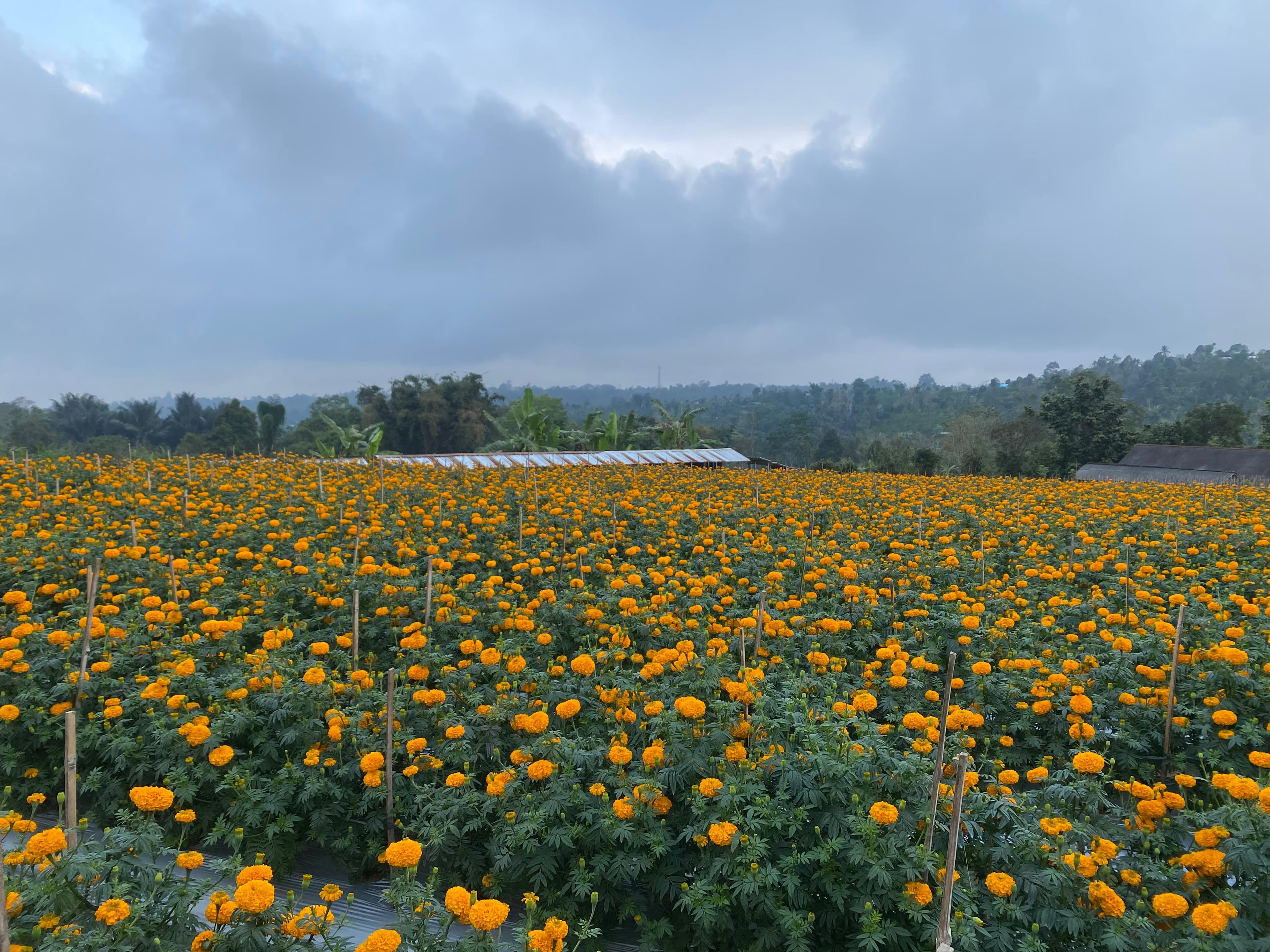Hamparan luas kebun bunga marigold jingga dengan latar rumah kaca dan perbukitan Belok/Sidan
